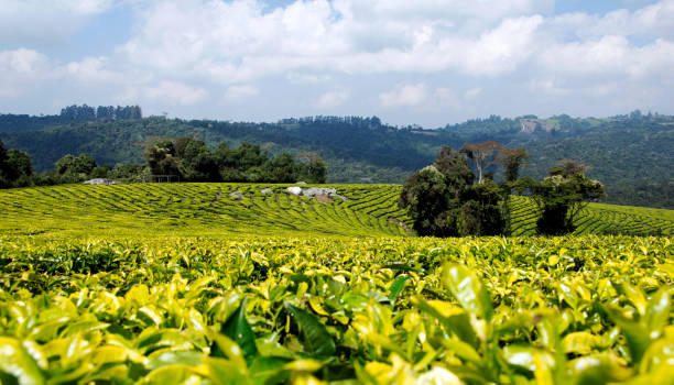 Crop Cultivation Support