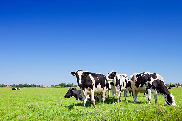 Livestock Trading